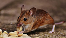 24 Hour & Emergency Exterminators in W Hyattsville, MD
